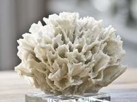 Seashell Display Shelves