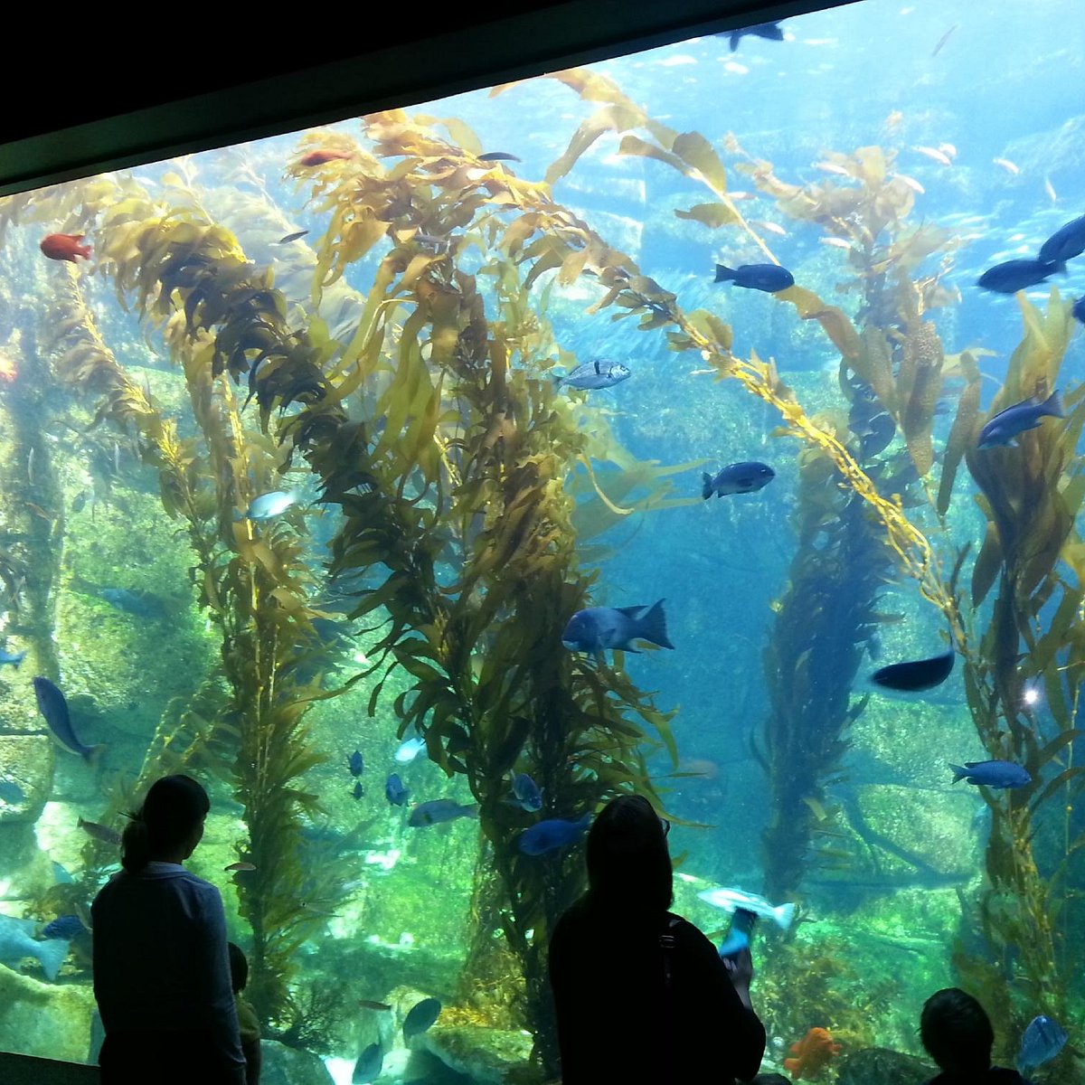 Birch Aquarium