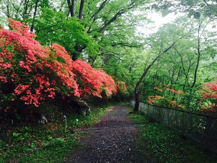 Visit the Nikko Botanical Garden