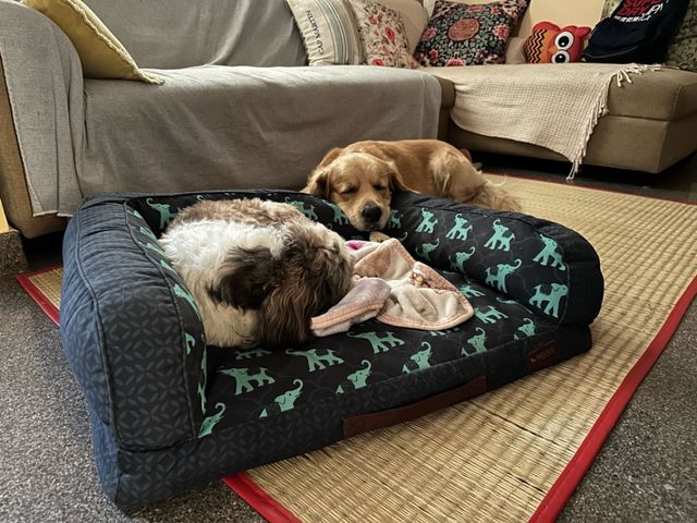 7. Pawsitive Stay Hotel