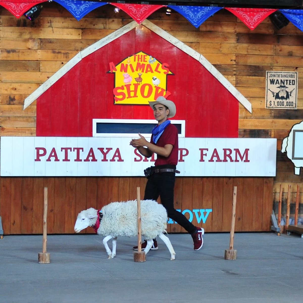 Pattaya Sheep Farm