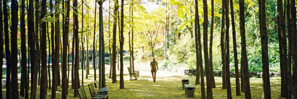 Seoul Forest