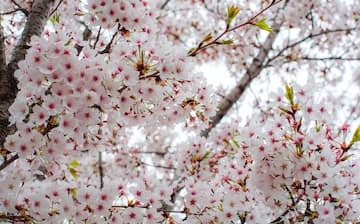 Family-Friendly Villa in Yeouido