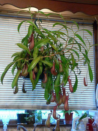 Industrial Kitchen with Indoor Carnivorous Plant Garden