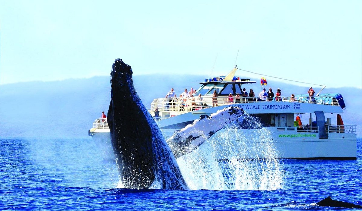 Go on a Whale Watching Tour