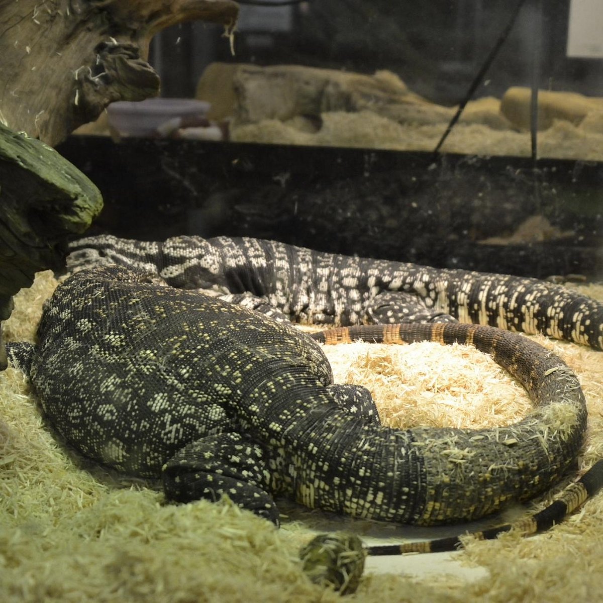 Visit the Reptile Zoo