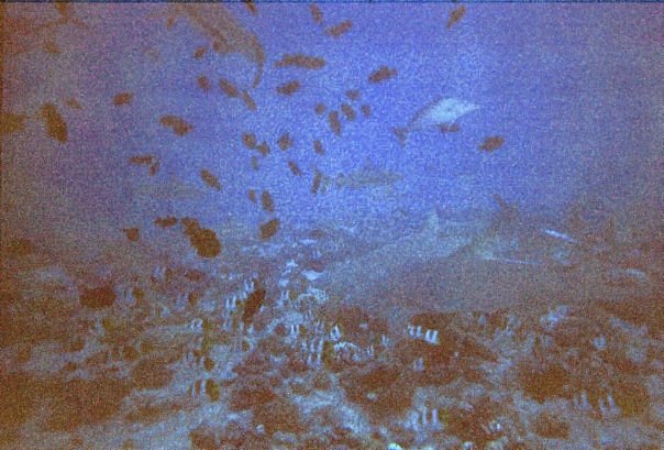 Coral Gardens