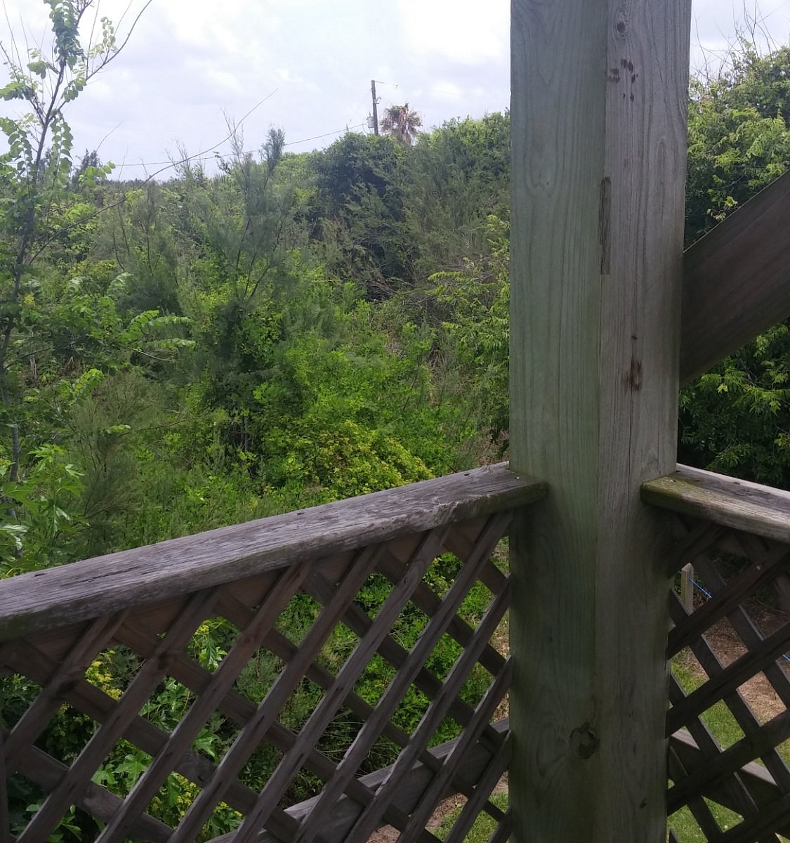 Day 4: Visit Quintana Neotropical Bird Sanctuary