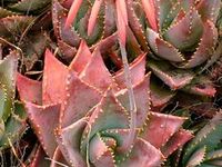 Cacti and Succulent Garden