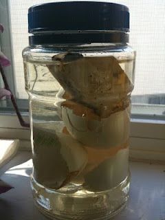 Compost Tea for Houseplants