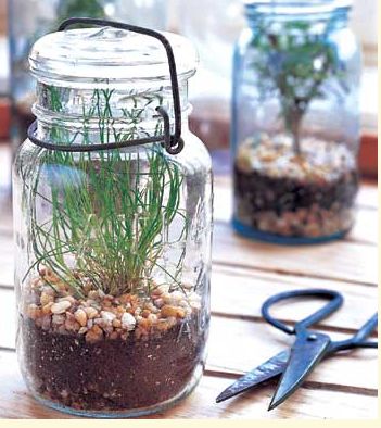 Herb Terrarium