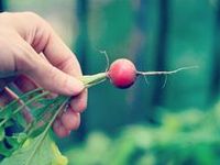 Vegetable Garden
