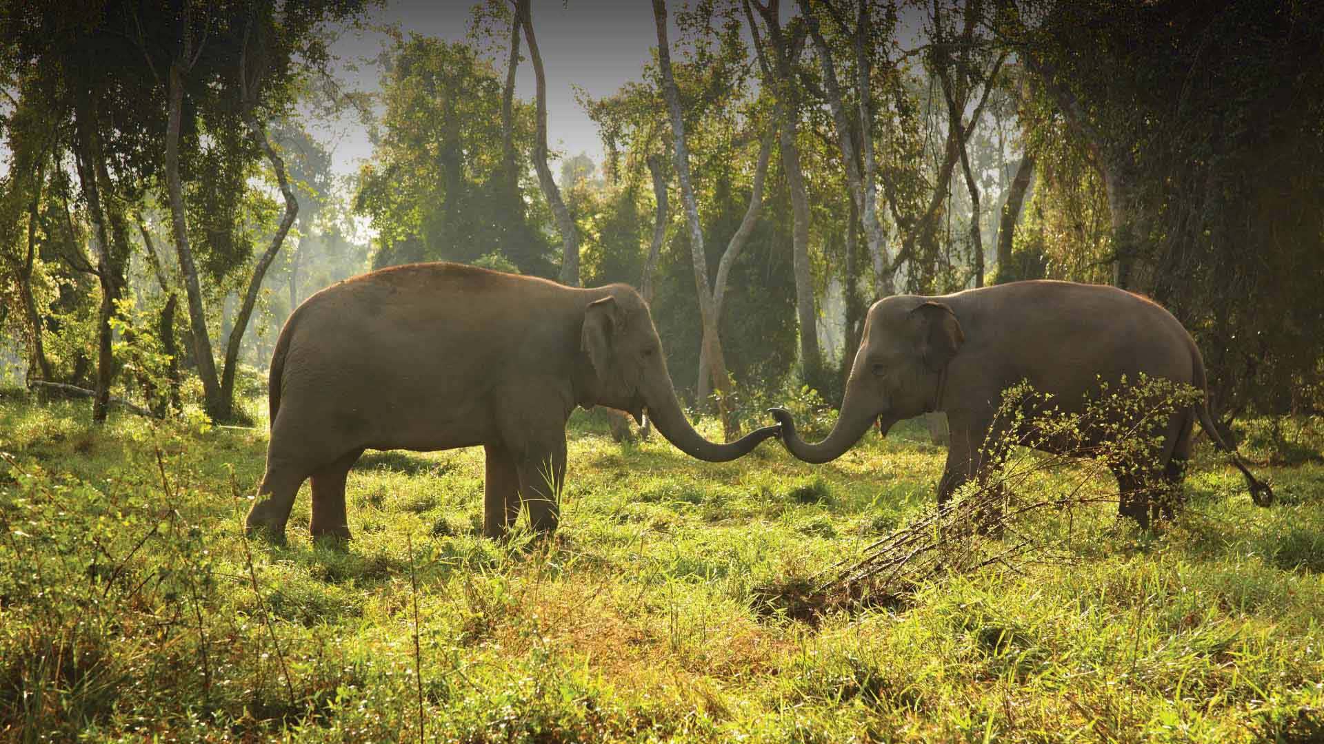Anantara Golden Triangle Elephant Camp & Resort, Chiang Rai