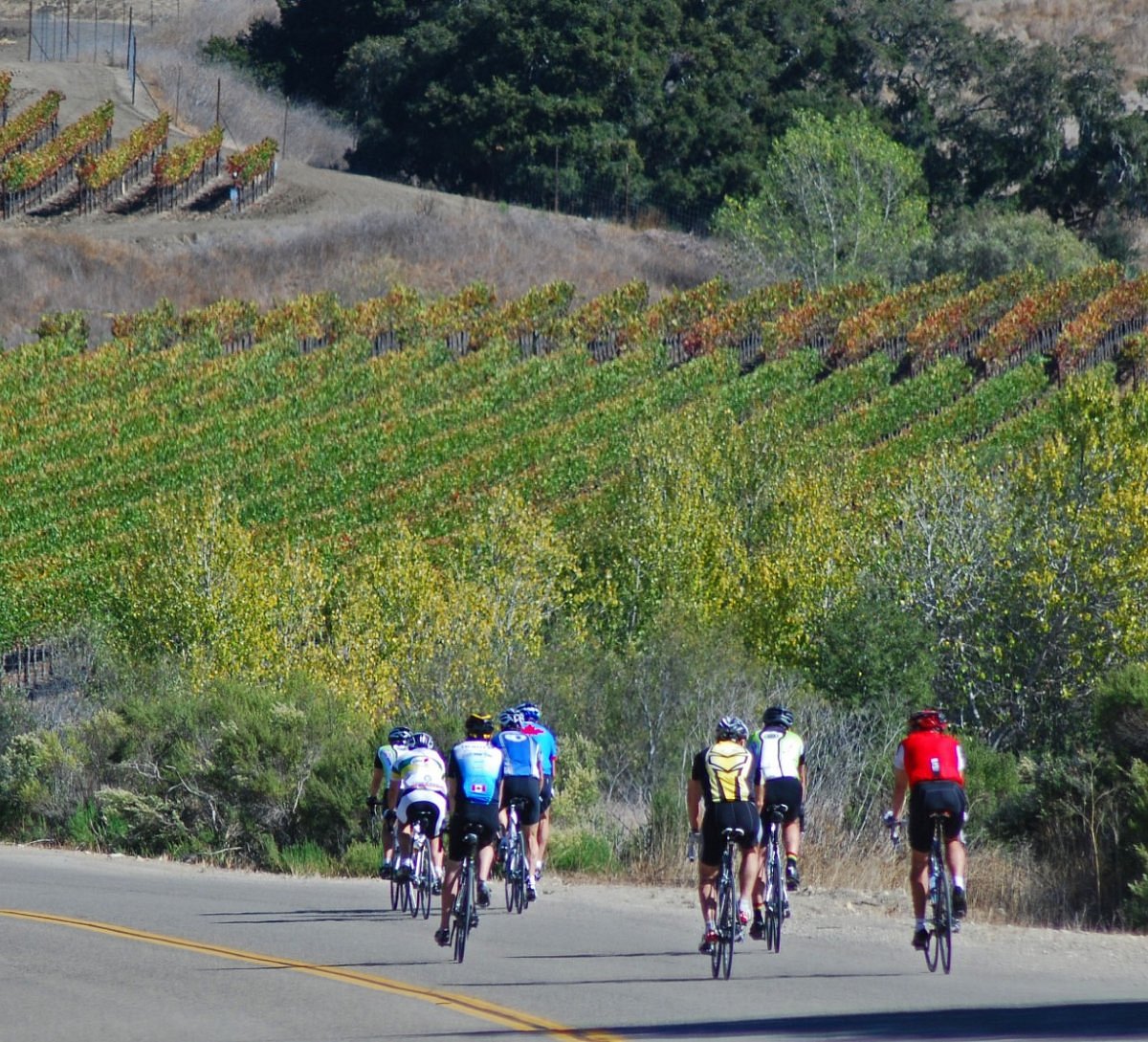 Cycle Along the Wine Route