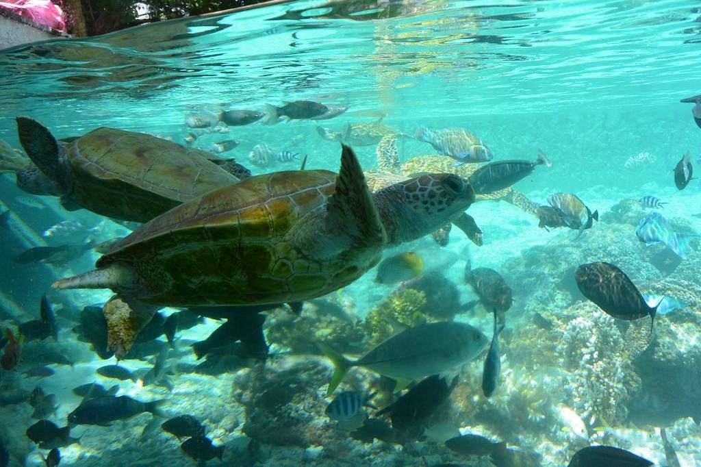 Bora Bora Turtle Center