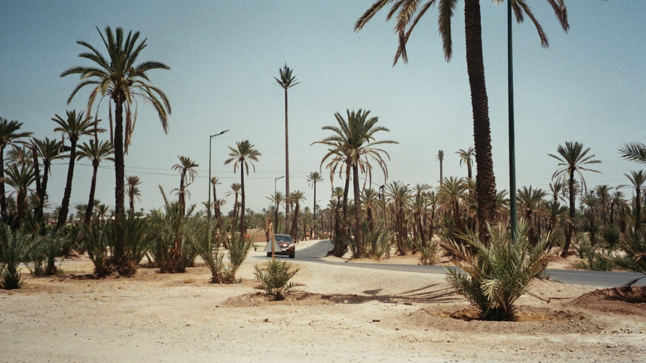 Marrakech Palm Grove