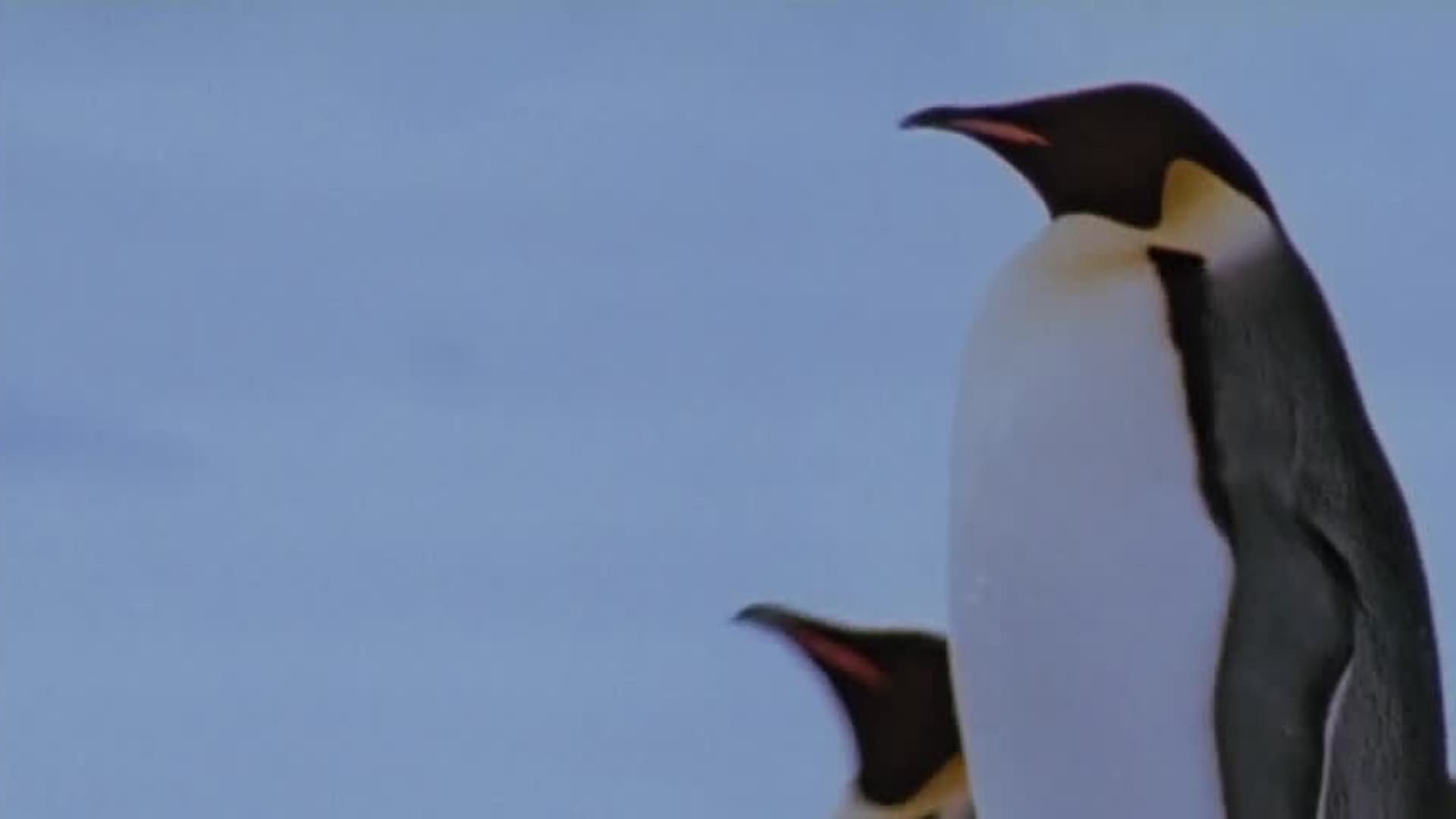 March of the Penguins
