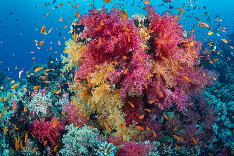 Islas Tiran
