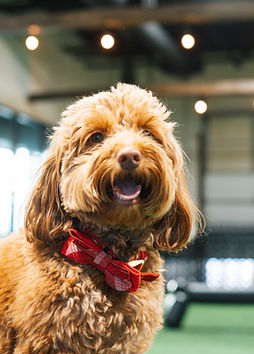 4. Bark & Unwind Retreat