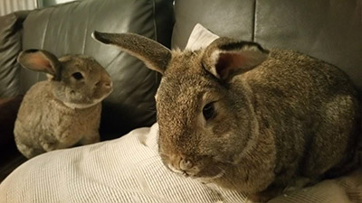 Furry Friends Inn