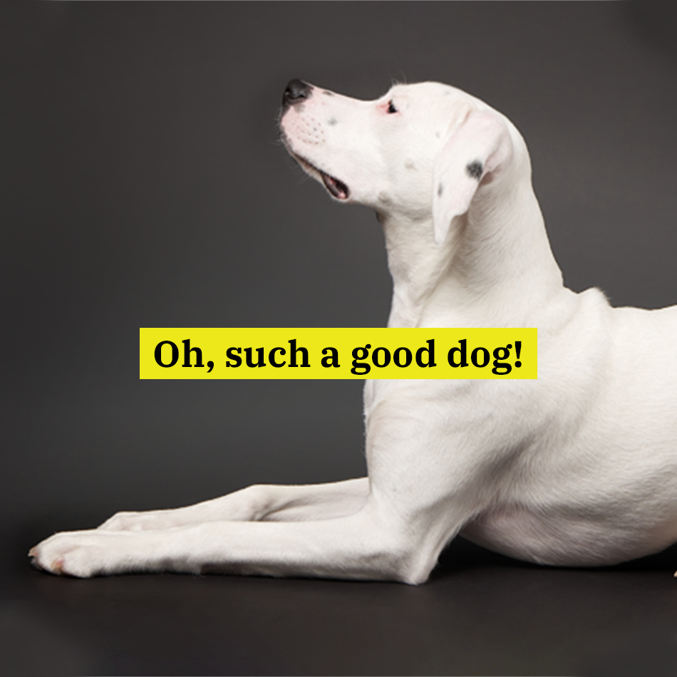 9. Wagging Tails Retreat