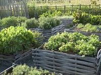 Herb and Vegetable Garden