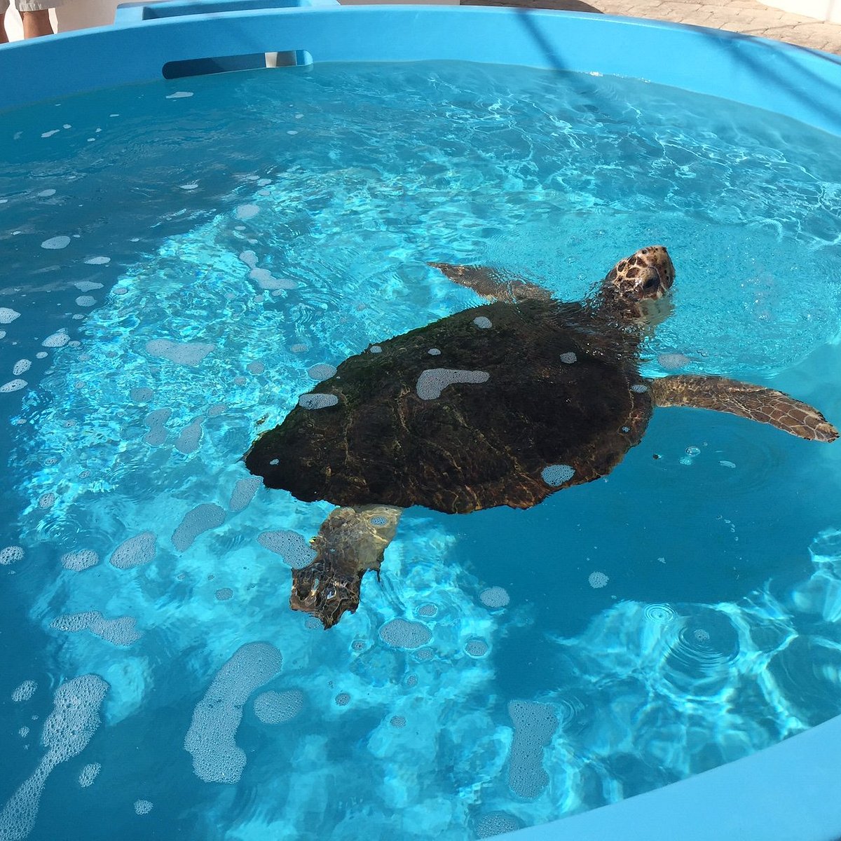Visit the Loggerhead Marinelife Center