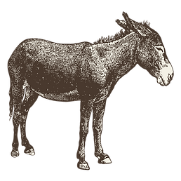 The Stubborn Mule