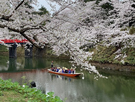 Experience the Magic of Cherry Blossoms