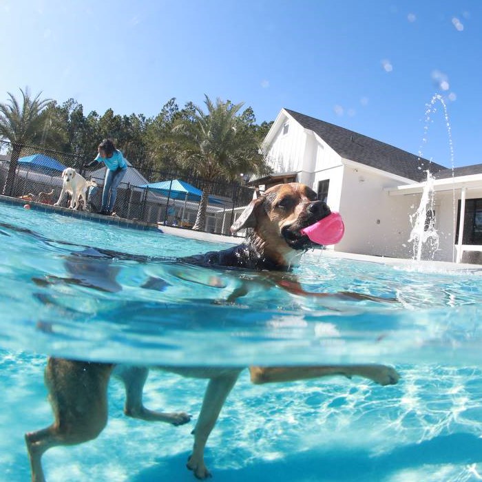 Pet Paradise Hotel