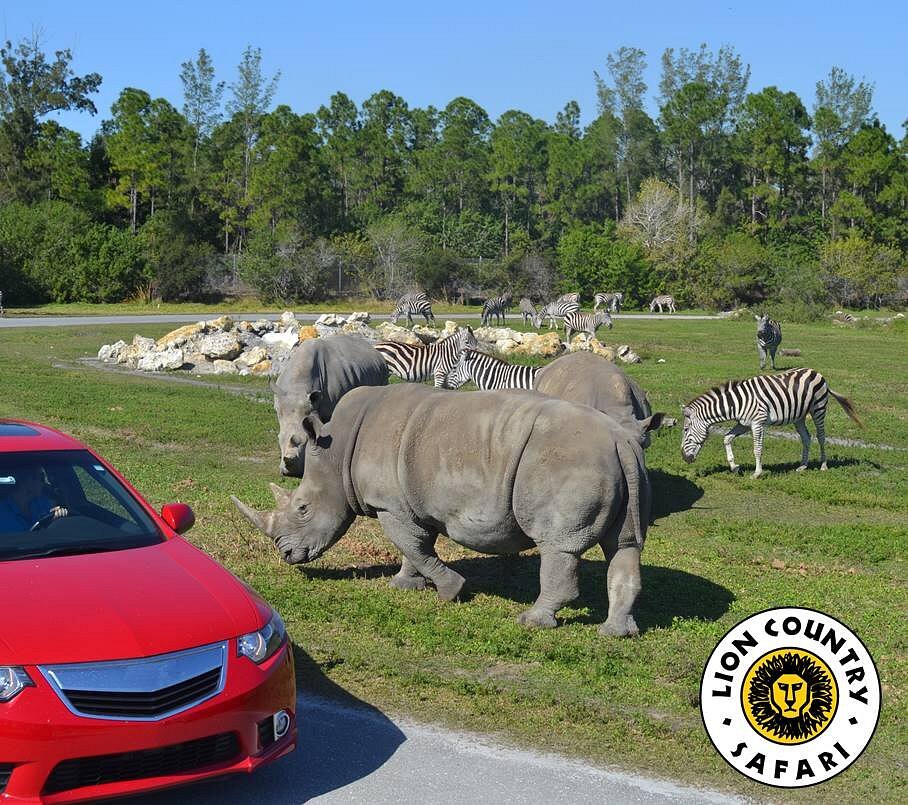 Day 7: Visit Lion Country Safari and Palm Beach Zoo