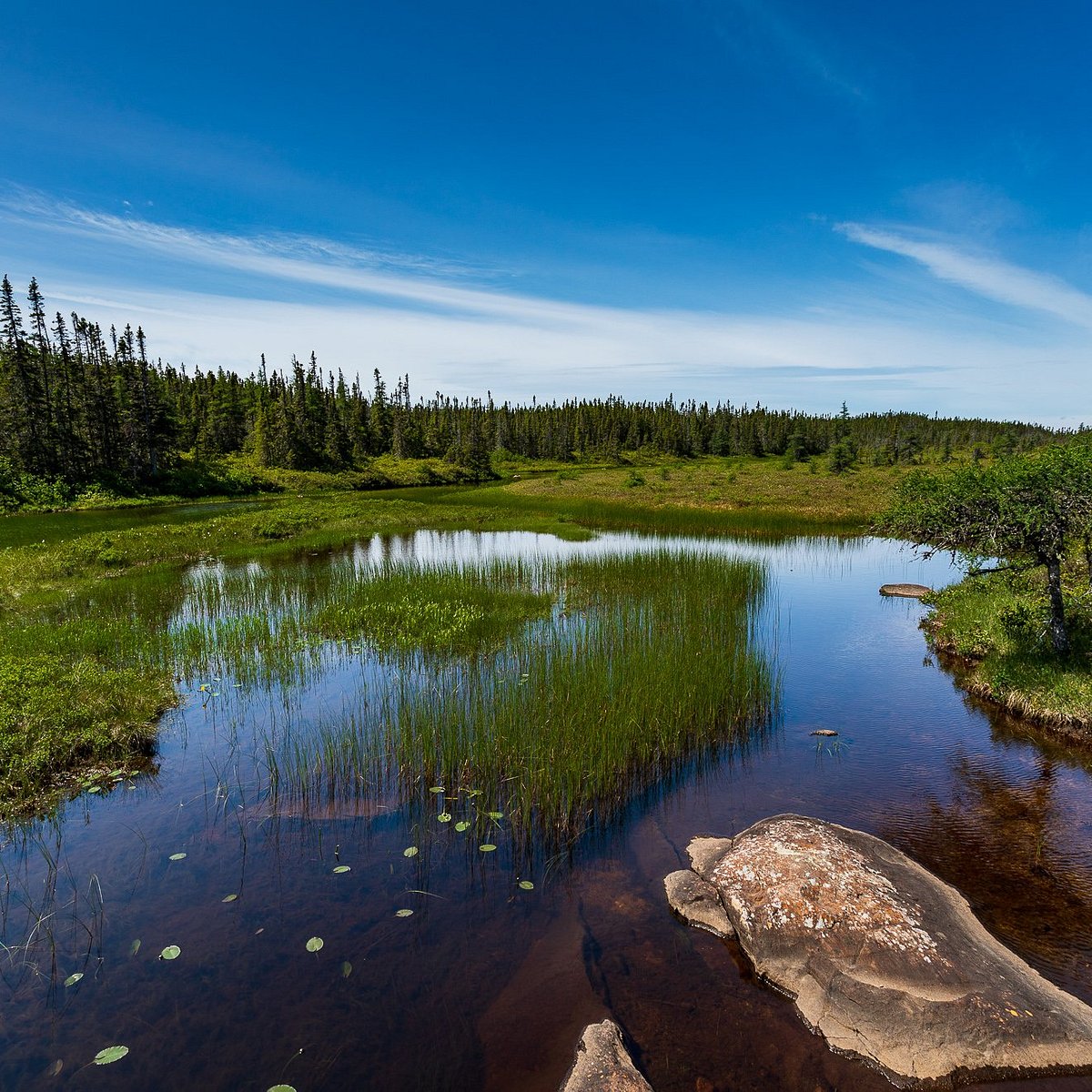 Wildlife Watching in Terra Nova National Park