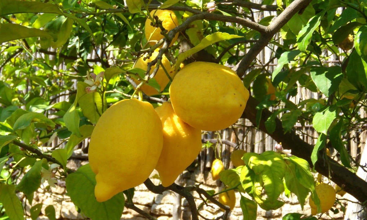 Shop at Lemon Grove Farmers Market