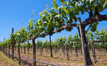 Casa de campo con viñedos privados