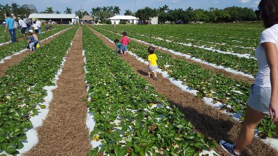 Knaus Berry Farm