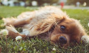 4. Woofington Hotel & Spa