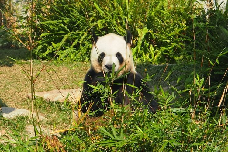 Visit Macau Giant Panda Pavilion