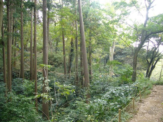 Hike to the Kamakura Daibutsu Hiking Trail
