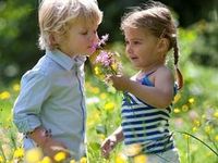 Wildflower Meadow