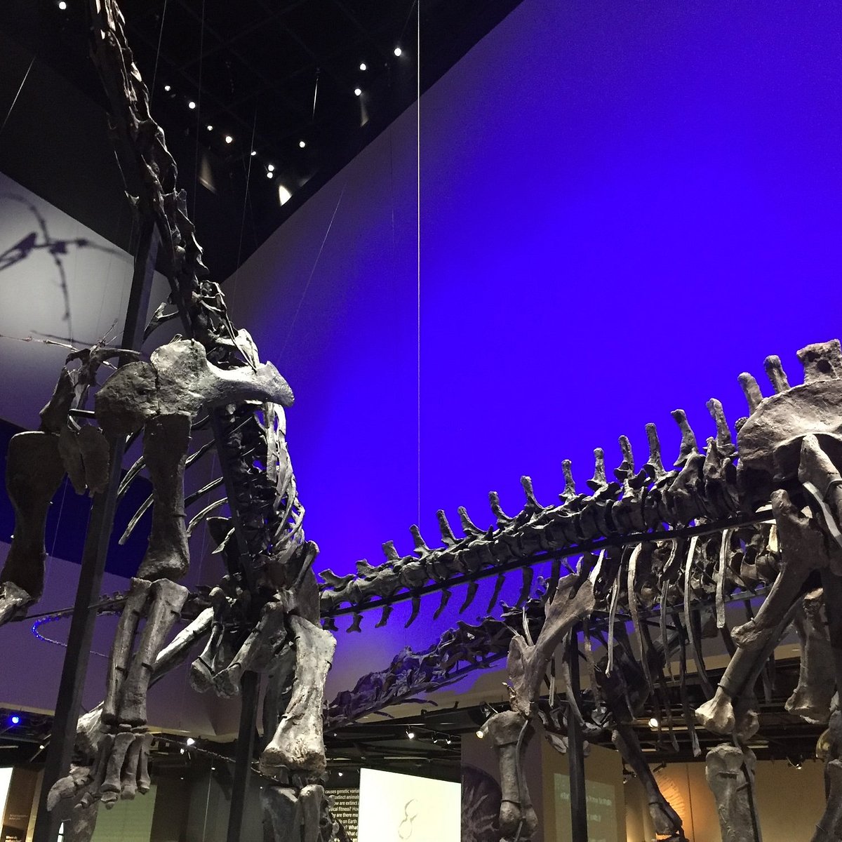Lee Kong Chian Natural History Museum
