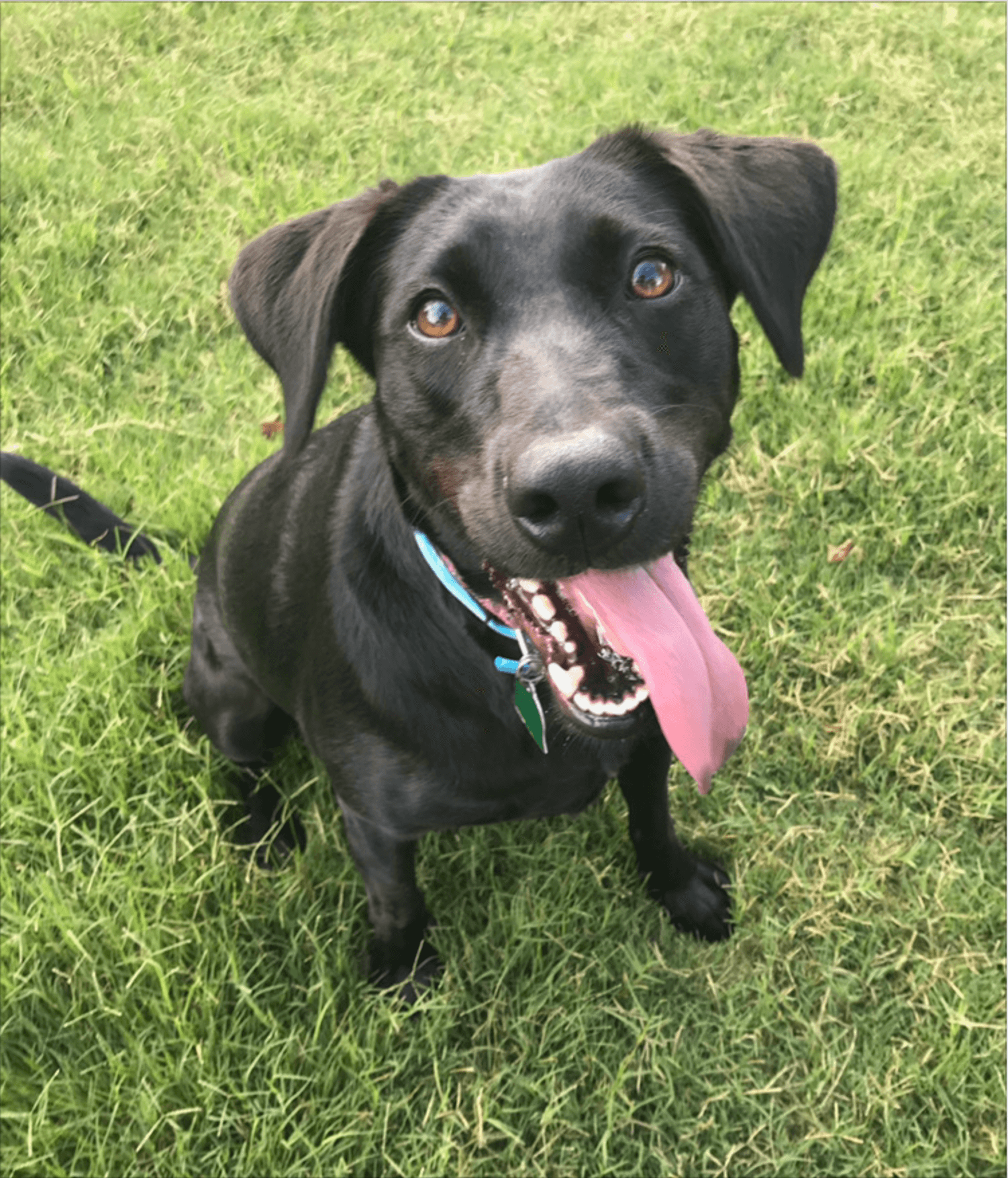 The Wagging Tail Inn