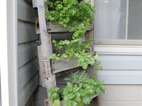 Herb Wall Art