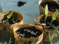 Sustainable Garden
