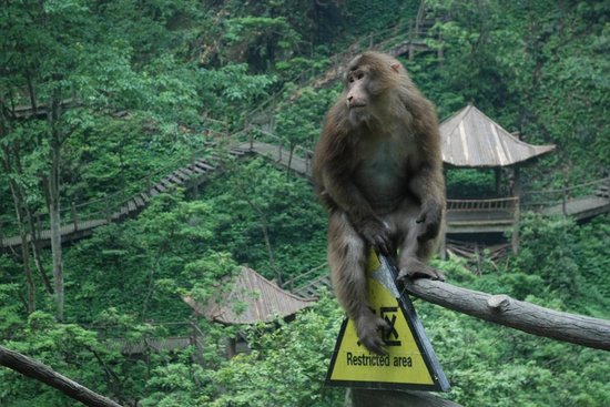 Discover the Ecological Monkey Zone