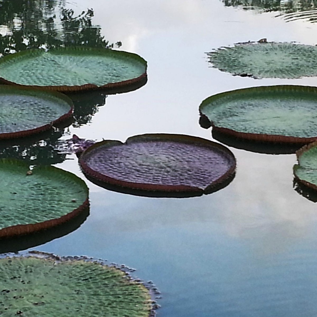 Penang Botanic Gardens