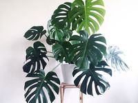 Sustainable Potted Plants