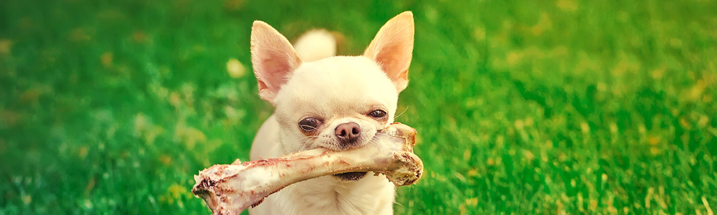 7. Paws & Play Resort