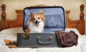 Bark & Stay Hotel