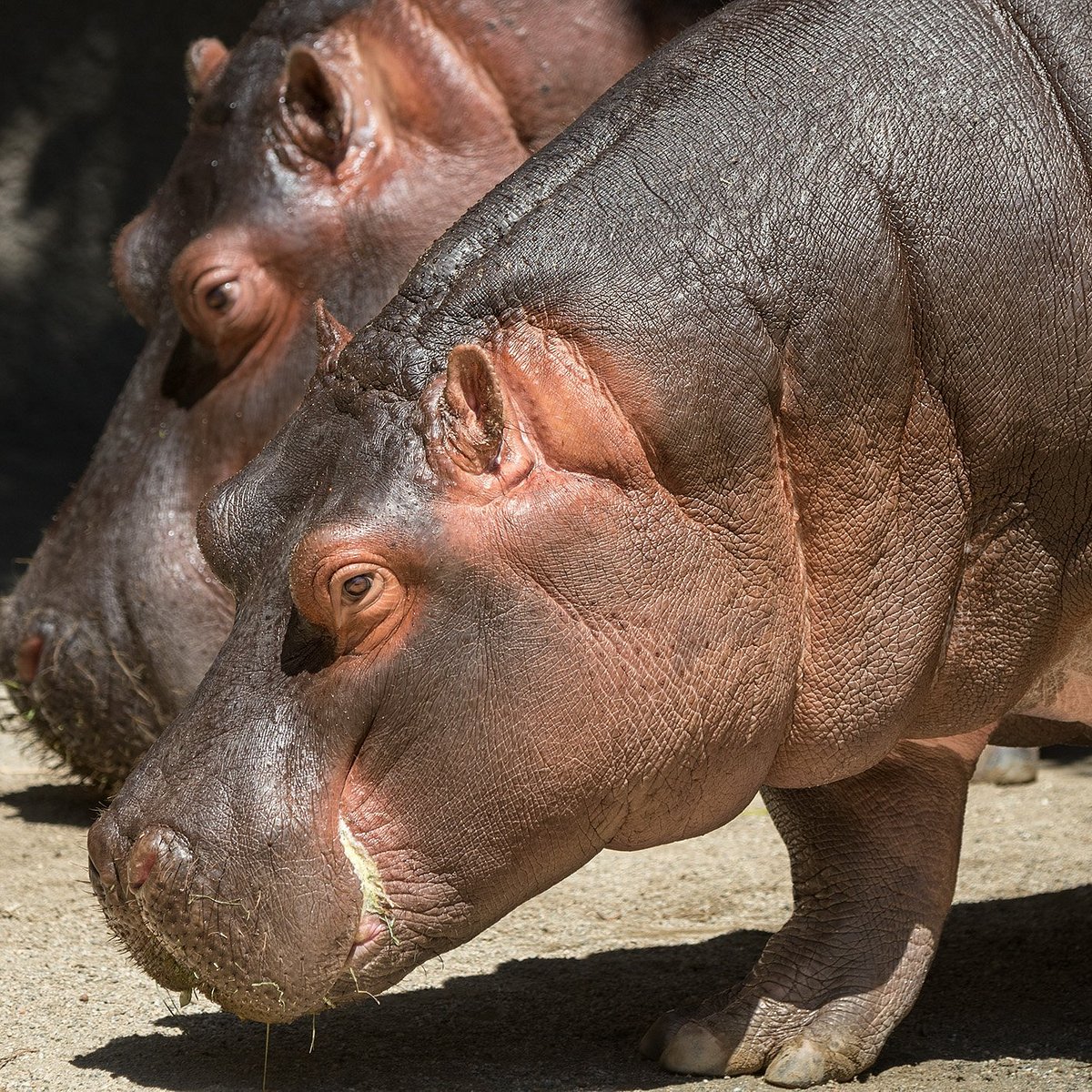 Visit the Los Angeles Zoo