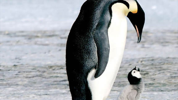 March of the Penguins